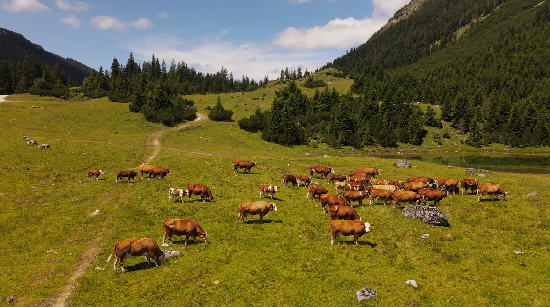 Kühe auf einer Alm vor bewaldeten Berghängen